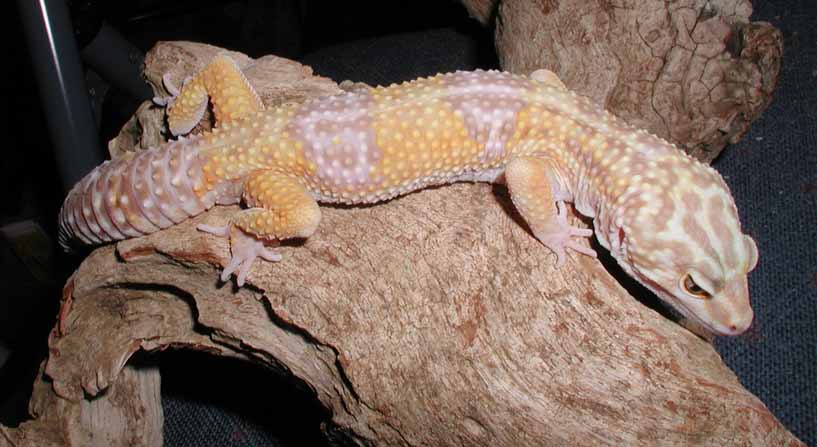 Ahmarillo