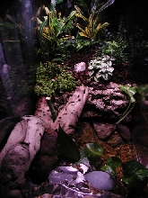 29 gal viv