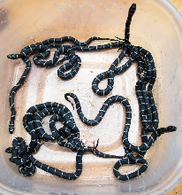 2014 NC Locality Eastern Kingsnake Hatchlings