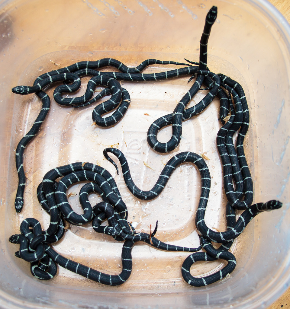 2014 NC Locality Eastern Kingsnake Hatchlings