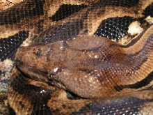 A.madagascariensis 10 year old female