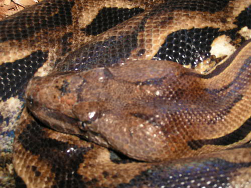 A.madagascariensis 10 year old female