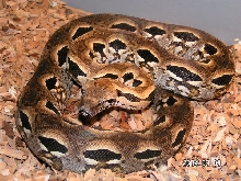 A.madagascariensis 2 year old male