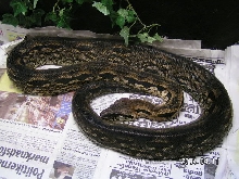 A.madagascariensis 10 year old male