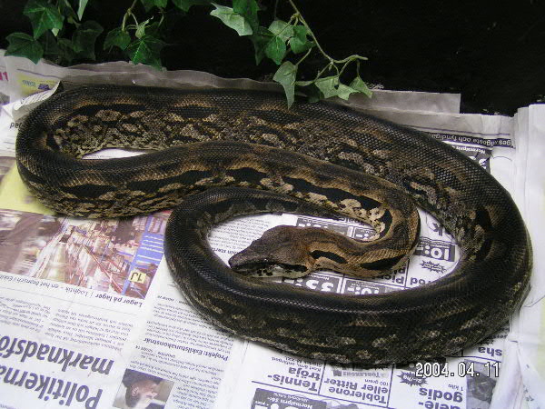 A.madagascariensis 10 year old male