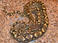 S.madagascariensis (mandarin phase) 1,5 year old female