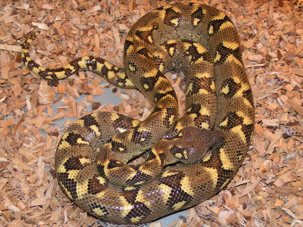 S.madagascariensis (mandarin phase) 1,5 year old female