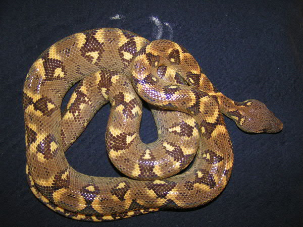 S.madagascariensis (mandarin phase) 1,5 year old female