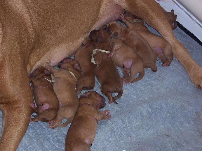 Purl with her new litter of 3 boys and 6 girls