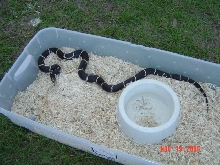 NC Eastern