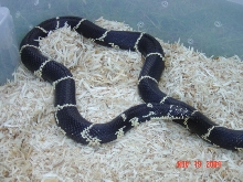 NC Eastern