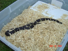 N Florida Eastern
