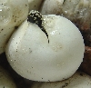 easterns hatching