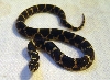 baby eastern