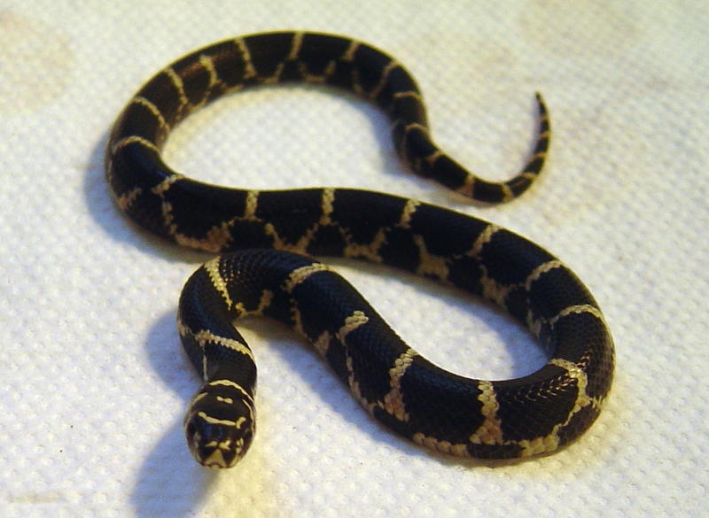 baby eastern