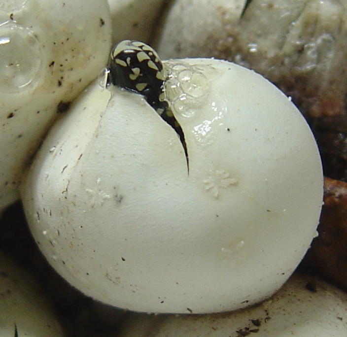 Easterns hatching