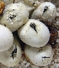 easterns hatching 2