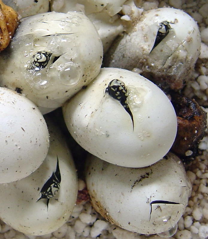 easterns hatching 2