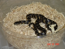 04 Pinellas King male