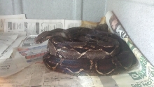 Boa Constrictor
