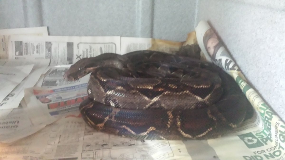 Boa Constrictor