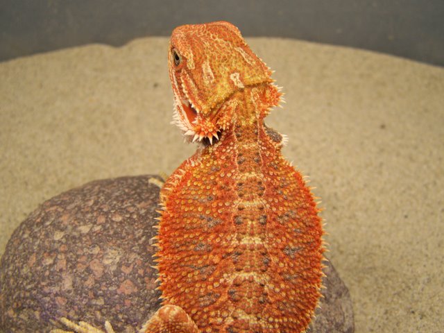 G&M Red