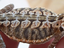 Italian Leather back Female
