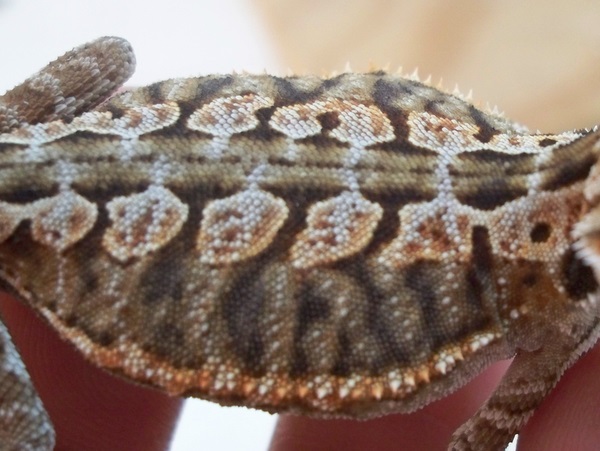Italian Leather back Female