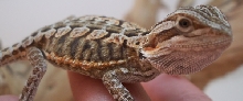6 inch Leather Back Female Hatchling