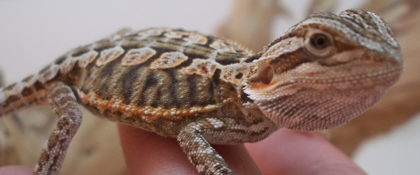 6 inch Leather Back Female Hatchling