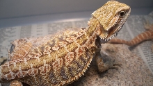 Female Italian leatherback (Update)
