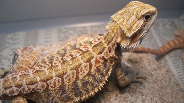 Female Italian leatherback (Update)