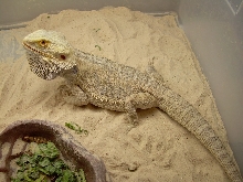 Maketed Leucistic