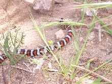 San Bernardino Mtn. King.