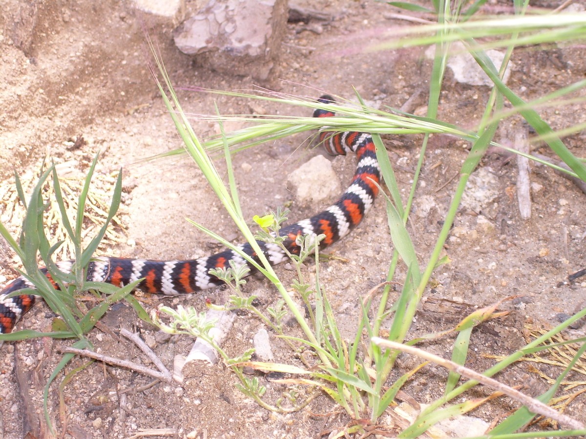 San Bernardino Mtn. King.