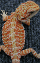 Future Breeder