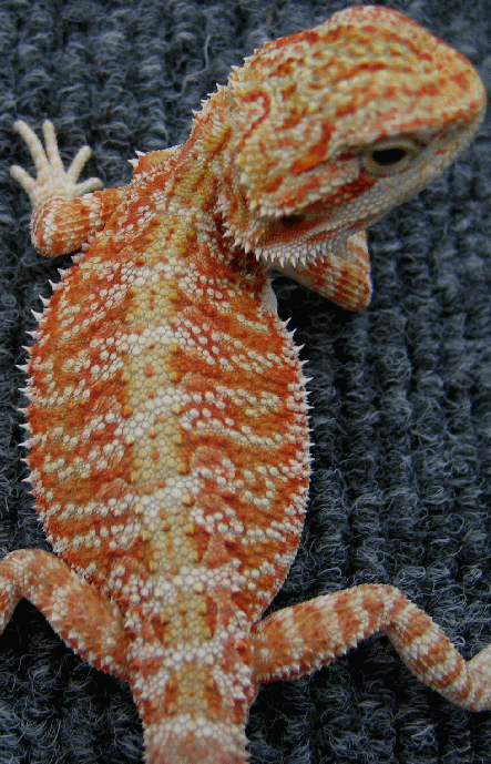 Future Breeder