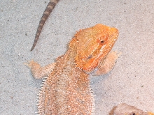 Chris Red x Sandfire