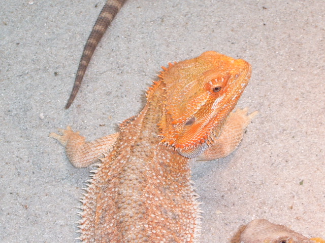 Chris Red x Sandfire