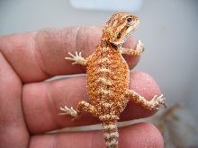 Cawley Red X Redflame