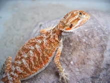 Cawley Red X Orange German Giant