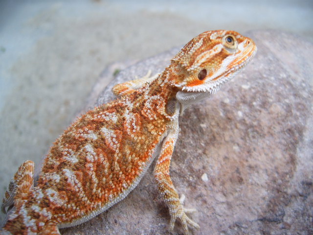 Cawley Red X Orange German Giant