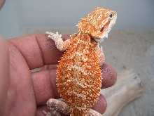 Cawley Red x Redflame