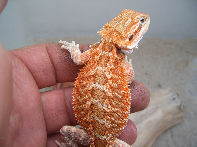 Cawley Red x Redflame