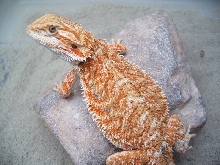 Future Breeder From Mystical Dragons