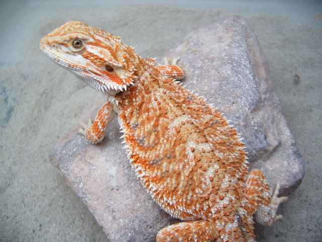 Future Breeder From Mystical Dragons