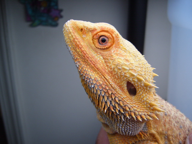 Orange Hypo Pastel