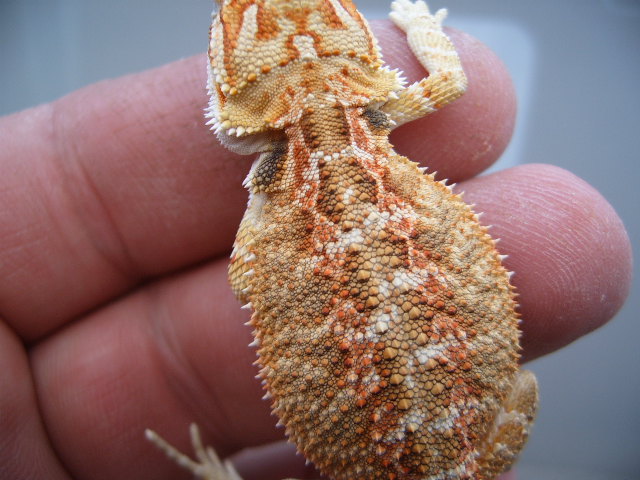 Orange hypo pastel