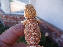 Orange Hypo Pastel Hatchling