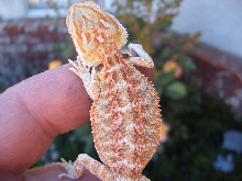 Orange Hypo Pastel Hatchling